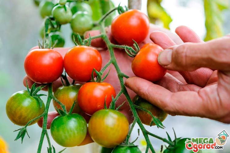 Лучшие семена томатов для теплицы из поликарбоната и правила их выращивания